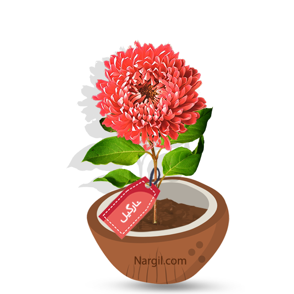 Nargil_Dahlia Arabian Night